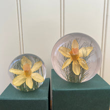 Load image into Gallery viewer, Botanical Daffodil Large Paperweight Made With Real Daffodil