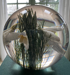 Botanical Snowdrops Large Paperweight Made With Real Snowdrops