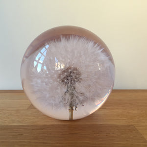 Botanical Dandelion Large Paperweight Made With Real Dandelion