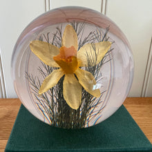 Load image into Gallery viewer, Botanical Daffodil Large Paperweight Made With Real Daffodil