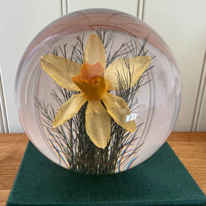 Botanical Daffodil Large Paperweight Made With Real Daffodil