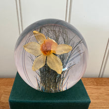 Load image into Gallery viewer, Botanical Daffodil Large Paperweight Made With Real Daffodil