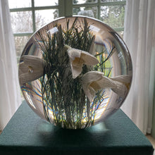 Load image into Gallery viewer, Botanical Snowdrops Large Paperweight Made With Real Snowdrops