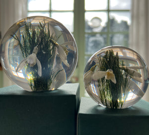 Botanical Snowdrops Large Paperweight Made With Real Snowdrops