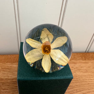 Botanical Daffodil Small Paperweight Made With Real Daffodil