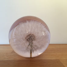 Load image into Gallery viewer, Botanical Dandelion Large Paperweight Made With Real Dandelion