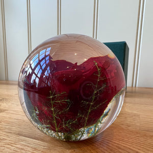 Botanical Red Rose Large Paperweight Made With Real Rose