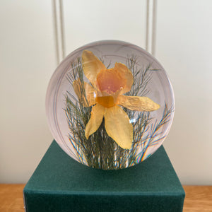 Botanical Daffodil Large Paperweight Made With Real Daffodil