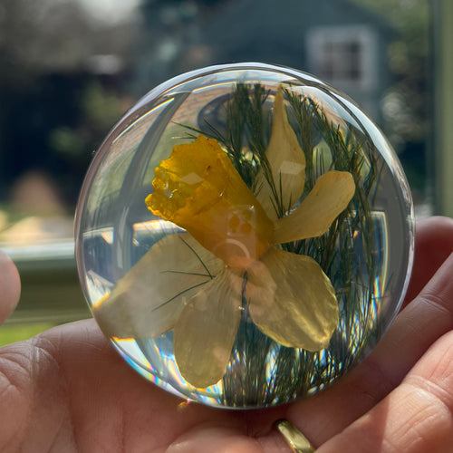 Botanical Daffodil Small Paperweight Made With Real Daffodil