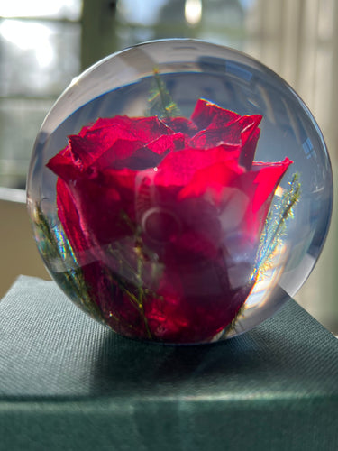 Botanical Red Rose Paperweight Made With Real Rose