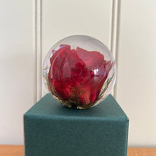 Load image into Gallery viewer, Botanical Red Rose Large Paperweight Made With Real Rose