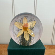 Load image into Gallery viewer, Botanical Daffodil Large Paperweight Made With Real Daffodil