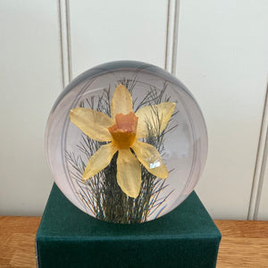 Botanical Daffodil Large Paperweight Made With Real Daffodil