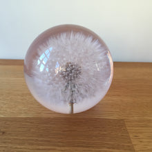 Load image into Gallery viewer, Botanical Dandelion Large Paperweight Made With Real Dandelion