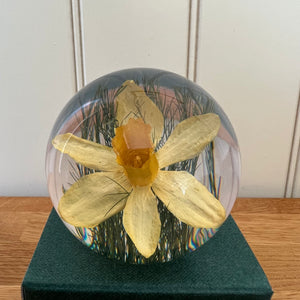 Botanical Daffodil Small Paperweight Made With Real Daffodil