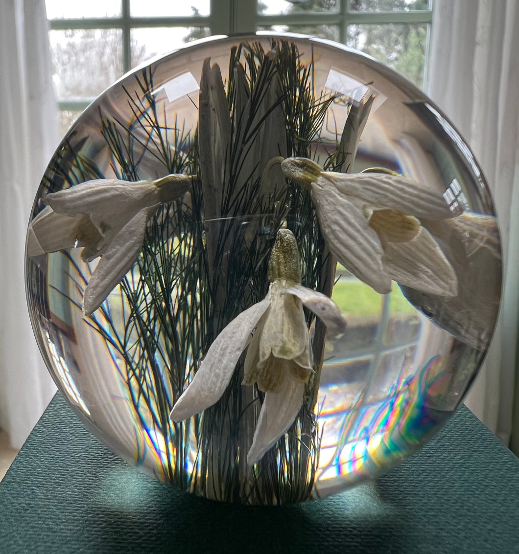 Botanical Snowdrops Large Paperweight Made With Real Snowdrops