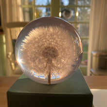 Load image into Gallery viewer, Botanical Dandelion Large Paperweight Made With Real Dandelion