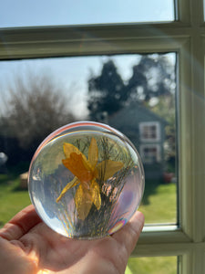 Botanical Daffodil Large Paperweight Made With Real Daffodil